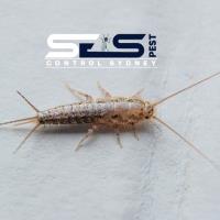 SES Pest Control Sydney image 6